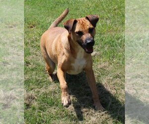 Black Mouth Cur-Unknown Mix Dogs for adoption in Coppell, TX, USA