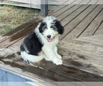 Puppy Tyrus Australian Shepherd-Old English Sheepdog Mix