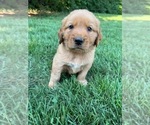 Puppy Green Golden Retriever