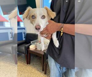 Chihuahua Dogs for adoption in Tracy, CA, USA