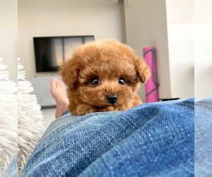 Poodle (Toy) Puppy for sale in STONY POINT, NY, USA