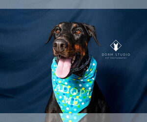 Doberman Pinscher Dogs for adoption in Minneaoplis, MN, USA