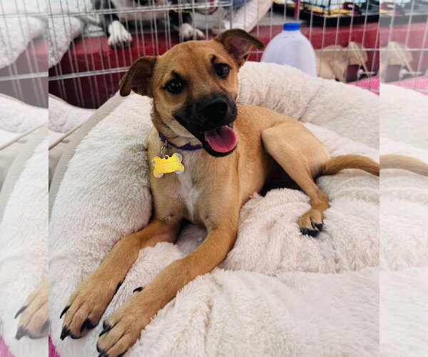 Medium Photo #4 Chihuahua-Unknown Mix Puppy For Sale in Marina Del Rey, CA, USA