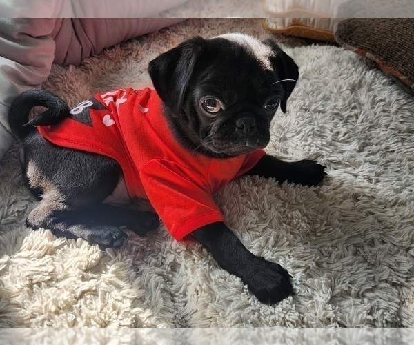 Medium Photo #4 Pug Puppy For Sale in LOS ANGELES, CA, USA