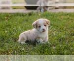 Small Photo #1 Pembroke Welsh Corgi Puppy For Sale in ELKTON, KY, USA