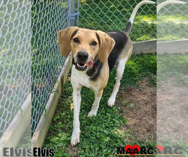 Medium Photo #15 Mutt Puppy For Sale in Maryville, TN, USA