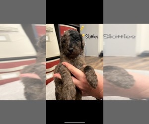 Aussiedoodle Puppy for sale in LIBERTY, WV, USA