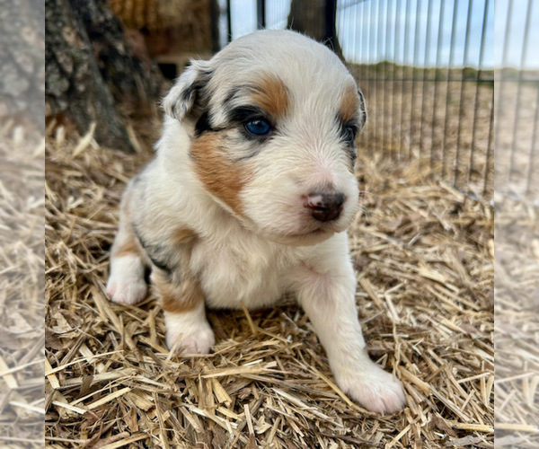 Medium Photo #53 Australian Shepherd Puppy For Sale in SMITHS GROVE, KY, USA