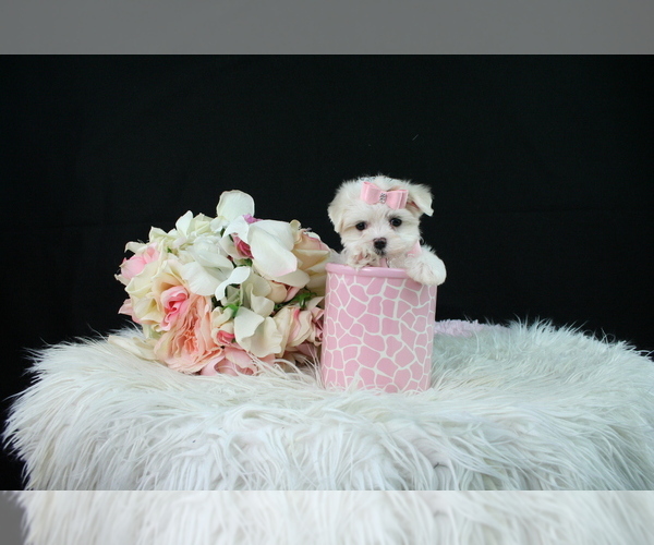 Medium Photo #4 Maltese Puppy For Sale in DELRAY BEACH, FL, USA