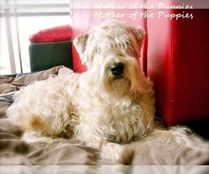 Mother of the Soft Coated Wheaten Terrier puppies born on 04/30/2026