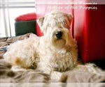 Small Photo #1 Soft Coated Wheaten Terrier Puppy For Sale in PHELAN, CA, USA