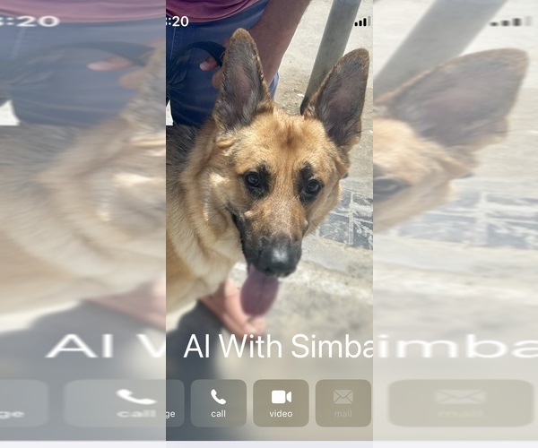 Medium Photo #1 German Shepherd Dog Puppy For Sale in EL CAJON, CA, USA