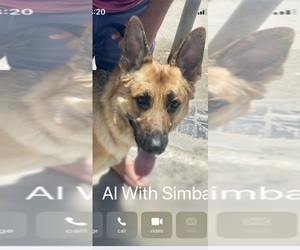 Father of the German Shepherd Dog puppies born on 05/11/2025