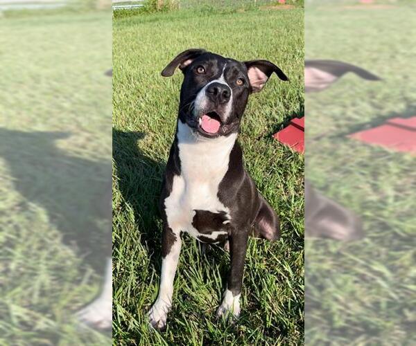 Medium Photo #3 Staffordshire Bull Terrier-Unknown Mix Puppy For Sale in Rosenberg, TX, USA