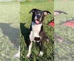 Small #2 Staffordshire Bull Terrier Mix