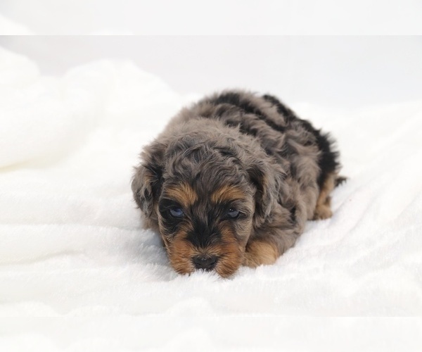 Medium Photo #20 Cockapoo Puppy For Sale in RIPLEY, TN, USA