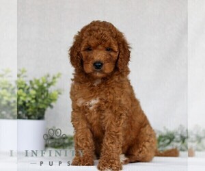 Goldendoodle (Miniature) Puppy for sale in EAST EARL, PA, USA