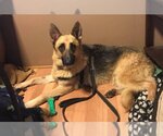 Small #10 German Shepherd Dog