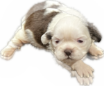Puppy 1 Shih Tzu