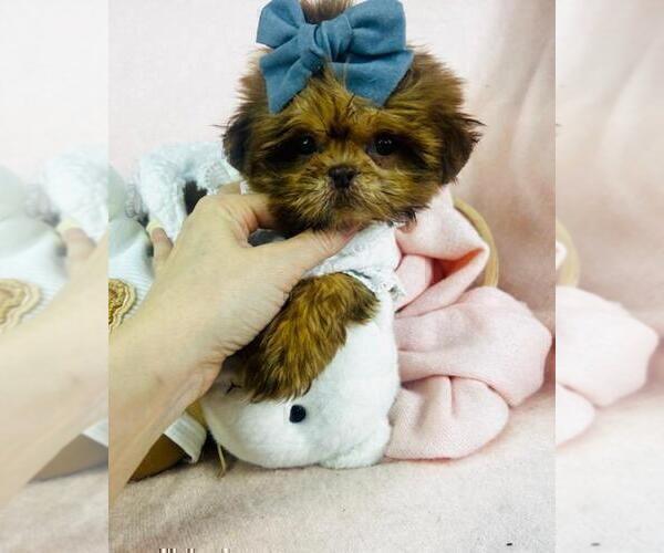 Medium Photo #12 Shih Tzu Puppy For Sale in MIAMI, FL, USA