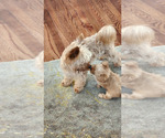Small #9 Yorkshire Terrier