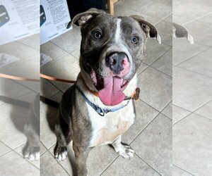 American Pit Bull Terrier-Unknown Mix Dogs for adoption in Techny, IL, USA