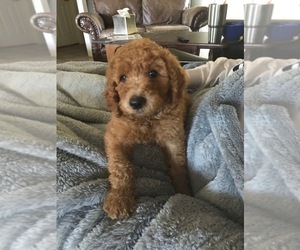 Goldendoodle-Poodle (Standard) Mix Puppy for sale in PILOT POINT, TX, USA