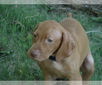 Small Photo #5 Vizsla Puppy For Sale in AMORITA, OK, USA