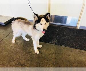 Siberian Husky Dogs for adoption in Orange, CA, USA