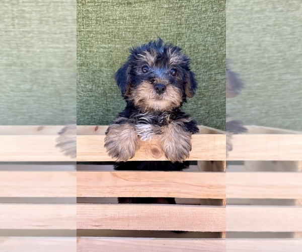 Medium Photo #8 Yorkshire Terrier Puppy For Sale in OCALA, FL, USA
