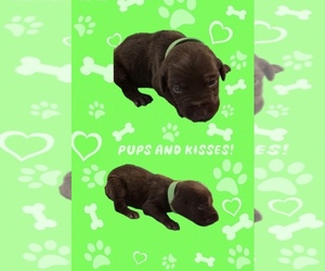 Labrador Retriever Puppy for sale in PICAYUNE, MS, USA