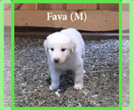 Small Photo #8 Anatolian Shepherd-Great Pyrenees Mix Puppy For Sale in DEARY, ID, USA