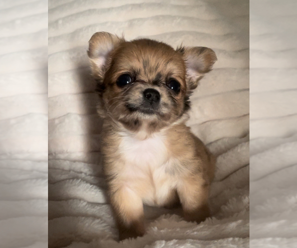 Medium Photo #17 Chihuahua Puppy For Sale in ADAMSVILLE, TN, USA