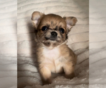 Small #16 Chihuahua