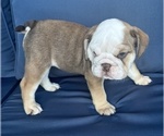 Small #10 English Bulldog