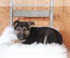 German Shepherd Dog Puppy for sale in APPLE CREEK, OH, USA