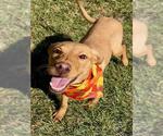 Small #1 Labrador Retriever