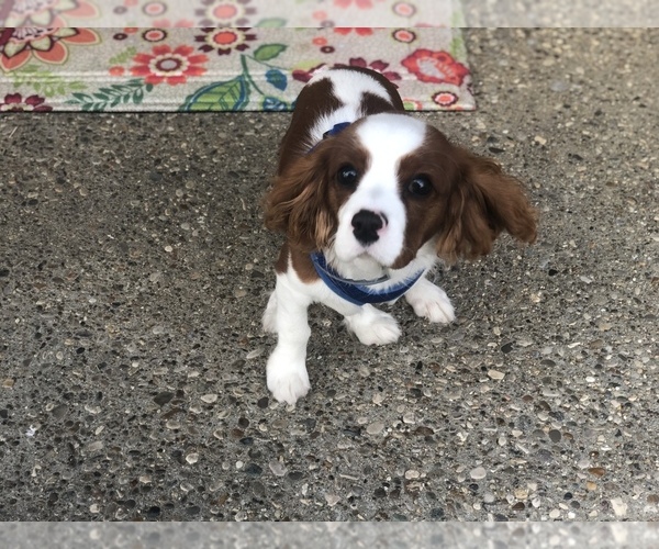 Medium Photo #5 Cavalier King Charles Spaniel Puppy For Sale in SHELBYVILLE, KY, USA