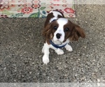 Small Photo #5 Cavalier King Charles Spaniel Puppy For Sale in SHELBYVILLE, KY, USA