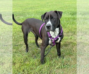 Retriever -Unknown Mix Dogs for adoption in Martinsburg, WV, USA