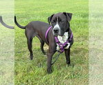Winchester - Male Retriever -Unknown Mix Dog for Adoption - Small photo