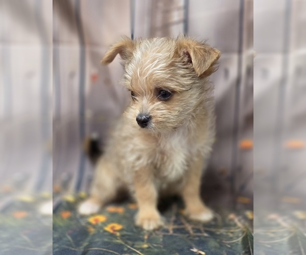 Medium Photo #11 Chorkie-Yorkshire Terrier Mix Puppy For Sale in HOMERVILLE, GA, USA