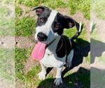 Small #1 American Pit Bull Terrier Mix