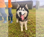 Small #2 Alaskan Malamute Mix