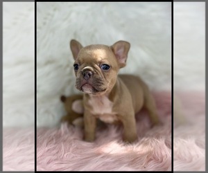 French Bulldog Puppy for sale in OJAI, CA, USA