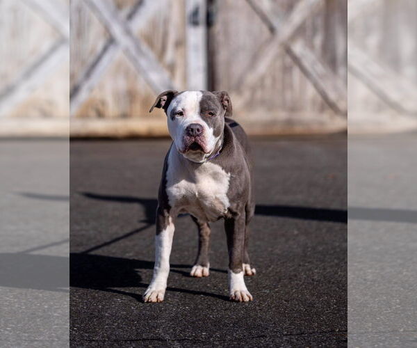 Medium Photo #12 American Pit Bull Terrier-Unknown Mix Puppy For Sale in Rustburg, VA, USA