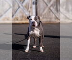 Small #11 American Pit Bull Terrier Mix