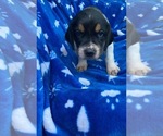 Small Photo #29 American Foxhound Puppy For Sale in AIKEN, SC, USA