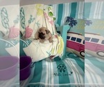 Small #7 French Bulldog