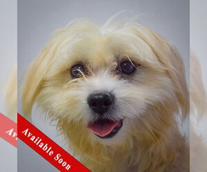 Maltese-Unknown Mix Dogs for adoption in Huntley, IL, USA
